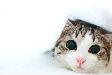 Cute Cat Wallpaper Backgrounds A13