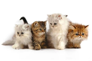 Cat Computer Wallpapers, Desktop Backgrounds