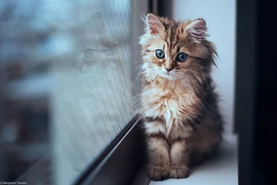 Cat Computer Wallpapers, Desktop Backgrounds