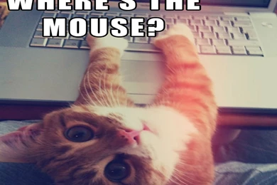 Cat Meme Quote Funny Humor Grumpy Computer Wallpapers