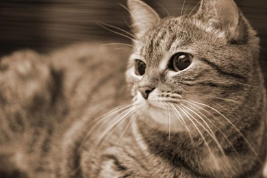 Cat Computer Wallpapers, Desktop Backgrounds