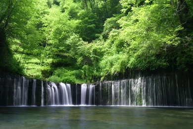 Rainforest   Desktop Wallpapers