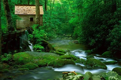 Natural Real Rainforest Desktop Wallpaper: Autumn By Free Download ...