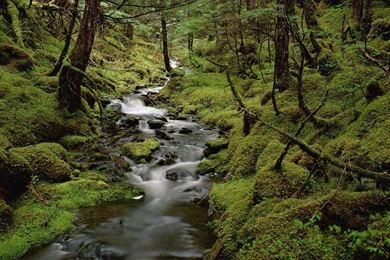 Rainforest Hd Landscape   Wallpapers