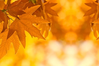 Cute Fall Desktop Backgrounds   Wallpaper.