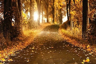 Popular Backgrounds Fall Buy Cheap Backgrounds Fall Lots From China ...