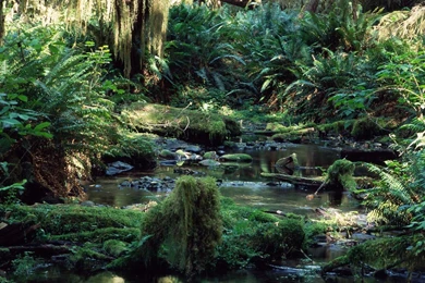 Tropical Rainforest Wallpapers   Wallpapers Cave