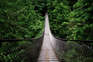 Rainforest Bridge In 1280x800 Resolution   HD Desktop Wallpapers