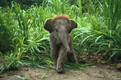 Rainforest HD Wallpapers   Deep HD Wallpapers For You