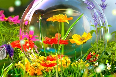 Live Wallpapers 7ba   HD Wallpapers