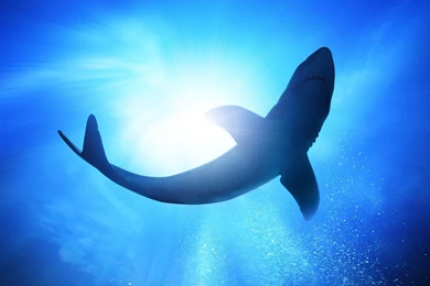 Shark Computer Wallpapers, Desktop Backgrounds