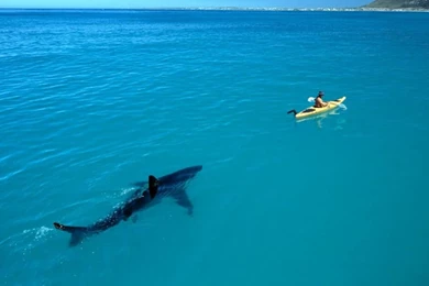 Boat Shark Attack Sea Ocean Nature Hd Wallpapers   (