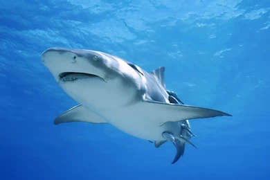 4K Ultra HD Shark Wallpapers HD, Desktop Backgrounds 3840x2160