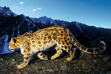 Free Download Mini iPad HD Wallpapers (74)