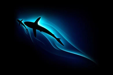 1280x1024 Shark Silhouette Desktop PC And Mac Wallpapers
