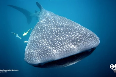 Whale Shark Gallery