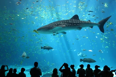 Sharks: Shark Male Whale 160 Desktop Background Images For HD 16:9 ...