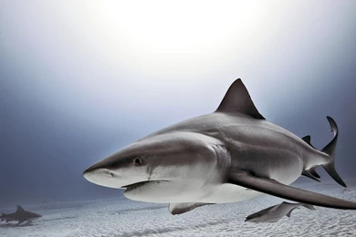 Spontaneous Moments   Week 14 Wallpapers   Traveler Photo Contest ...