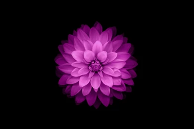 iPhone Flower Wallpapers