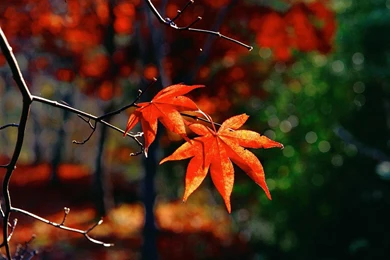 30+ Crispy & Chromatic Autumn/Fall HD BackgroundsCreatiWittyBlog
