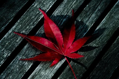 Red Leaf iPad Air Wallpapers Download