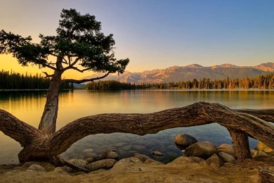 Tarantula Tree Wallpapers   779670