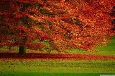 Beautiful Orange Tree HD Desktop Wallpapers : High Definition ...