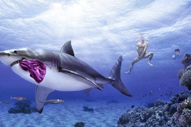 Most Creative Funny Pictures For Sharing Humor HD Wallpapers