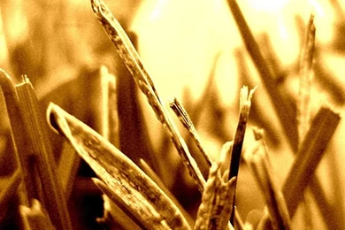 Baseball Twitter Cover & Twitter Backgrounds