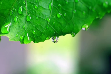 Monsoon Leaf HD >> HD Wallpaper, Get It Now!