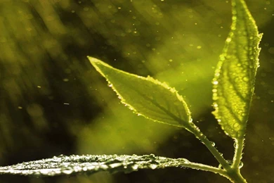 Nature Rain Drops On Leaves Image