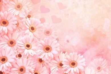 1920x1200px Pink Flowers Backgrounds