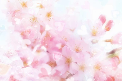 Flowers Backgrounds Wallpapers Wallpapers   Free Flowers Backgrounds ...