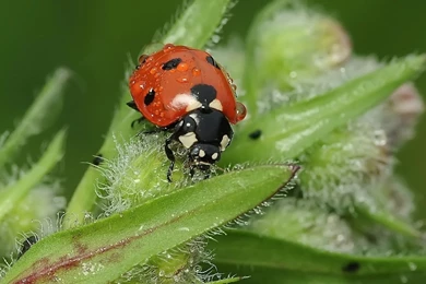 Lady Bug Insect In Monsoon Season