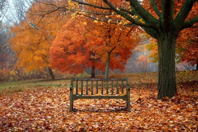 Scenes Of Autumn   Desktop Wallpapers