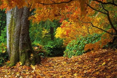 Fall of autumn leaves wallpapers