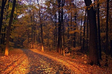 Fall Scenes And Fall Foliages   Wallcoo.net