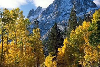 Autumn Forest   Scenic Autumn Wallpapers 29   Wallcoo.net