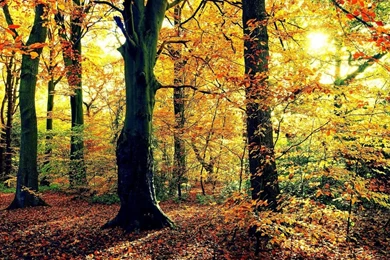 Autumn Scenes   Desktop Wallpapers