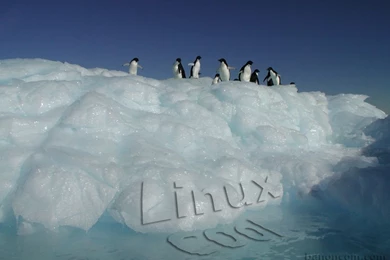 Free Linux Penguin Wallpapers