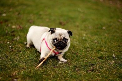 Pug Wallpapers Animal