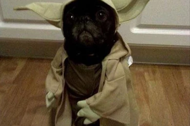 Funny Pug Dog Pictures   35 Pics