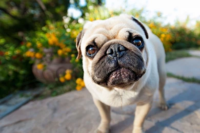 Mac iMac 27 Pug Wallpapers HD, Desktop Backgrounds 2560x1440 ...