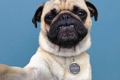 9783  selfie with their camera what a hilarious funny pug photo wallpaper 530x530.jpg