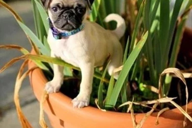 Funny Pug Dog Pictures   35 Pics