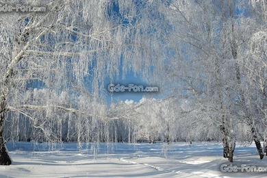 437819_zima_derevya_sneg_pejzazh_2560x1600_www.Gde Fon.com.jpg