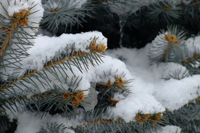 Nature   Winter Free Desktop Wallpapers For PC & Mac