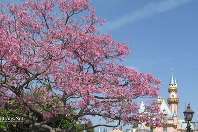 Disneyland wallpapers flowers castle.jpg