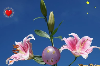 Matrix Animated Desktop Backgrounds Mac   File Name ...