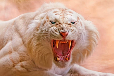 191 White Tiger HD Wallpapers